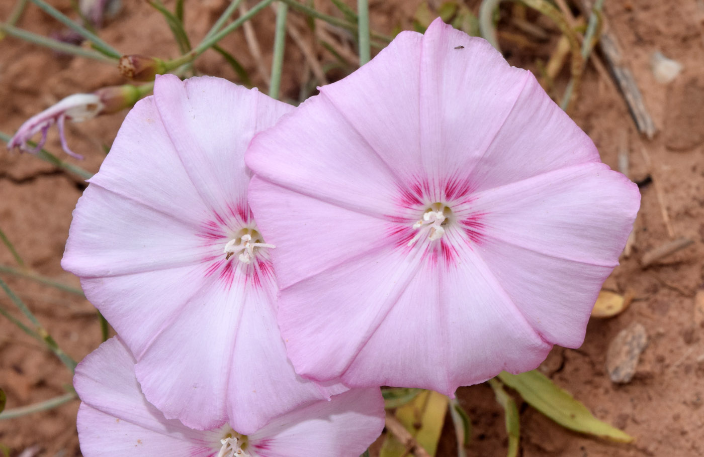 Изображение особи Convolvulus pseudocantabrica.