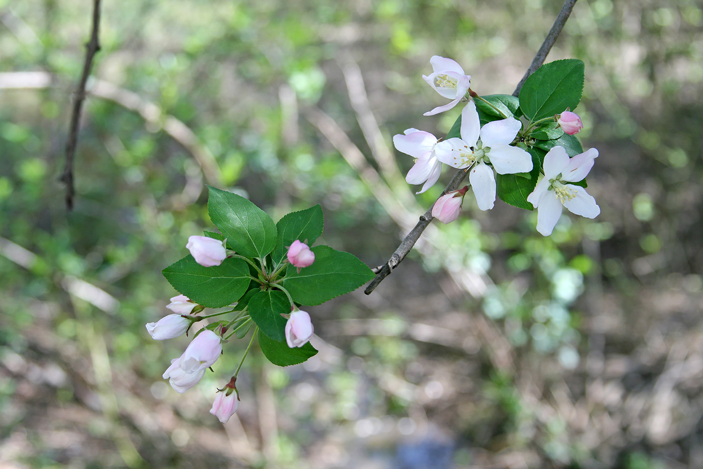 Image of Malus hupehensis specimen.