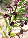 Lobelia polyphylla