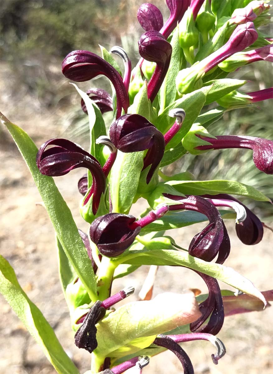 Изображение особи Lobelia polyphylla.