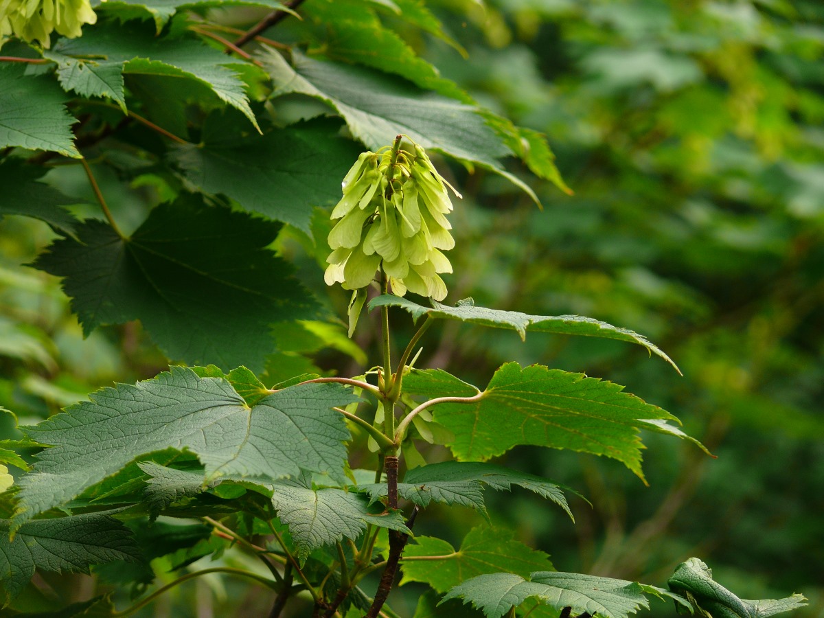 Image of Acer ukurunduense specimen.