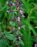 Stachys alpina