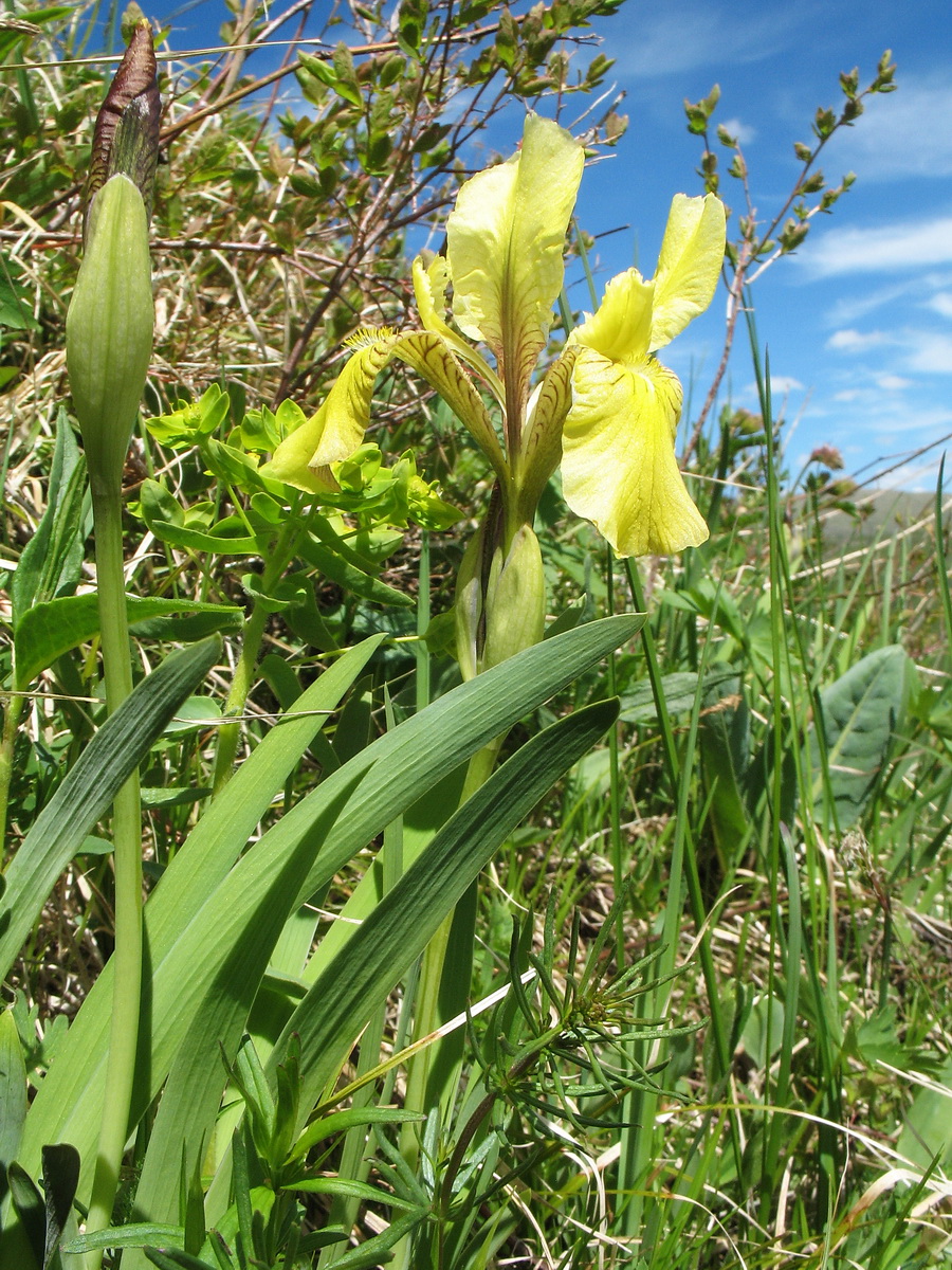 Image of Iris bloudowii specimen.