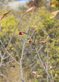 Euonymus velutinus