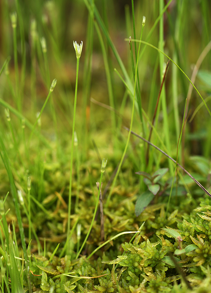 Image of Eriocaulon desulavii specimen.