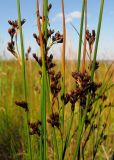 Juncus balticus