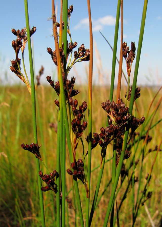 Изображение особи Juncus balticus.