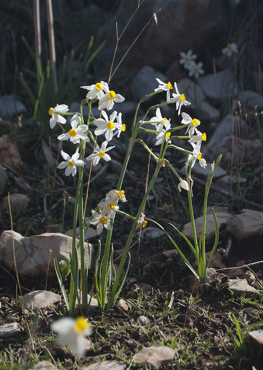 Изображение особи Narcissus tazetta.