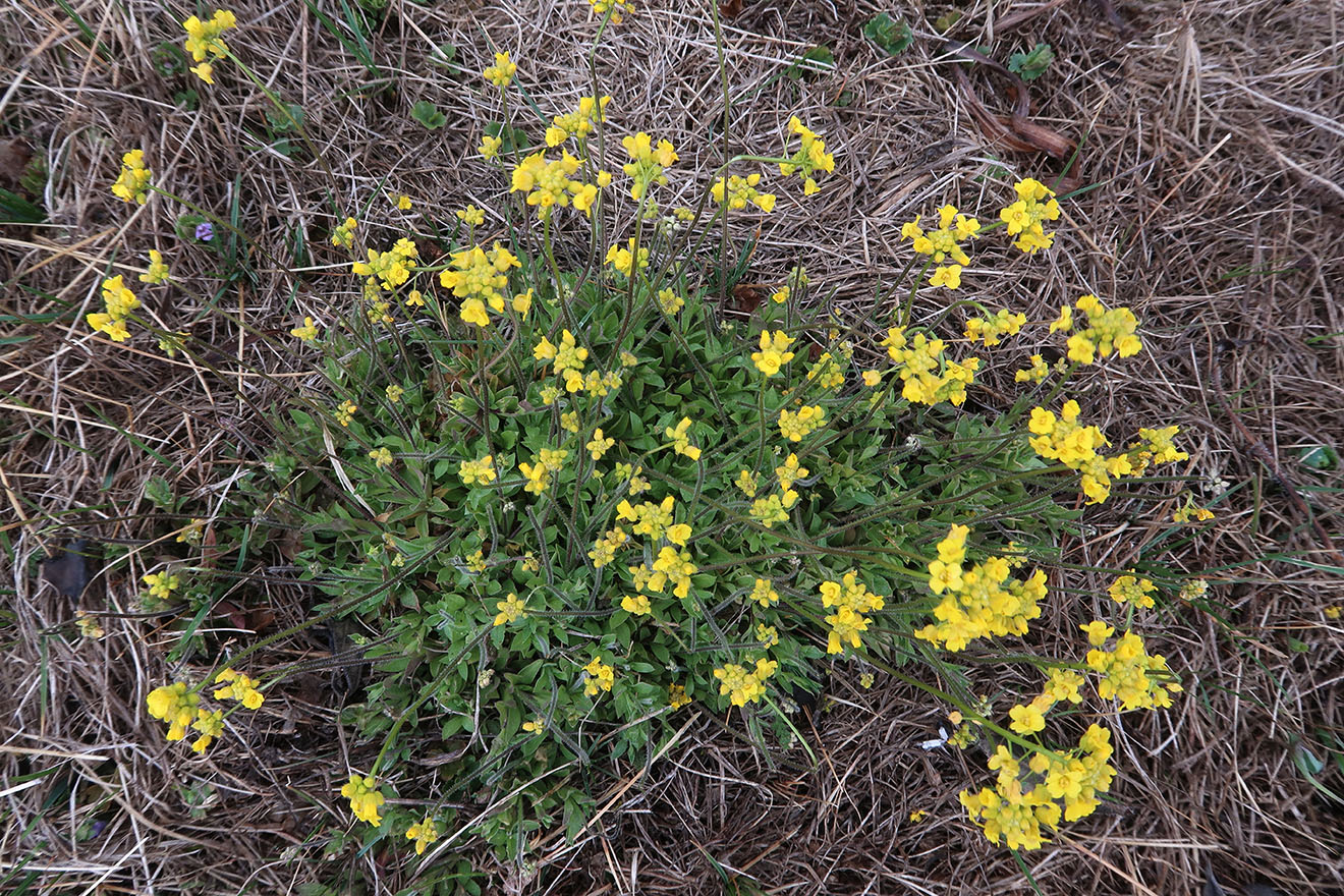 Image of Draba sibirica specimen.