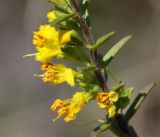 Orthanthella lutea. Цветки. Саратовская обл., Красноармейский р-н, окр. с. Белогорское, степь. 07.08.2018.