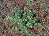 Euphorbia undulata. Цветущее растение. Астраханская обл., берег оз. Баскунчак, окр. Баскунчакской пещеры, сухая степь. 02.05.2019.