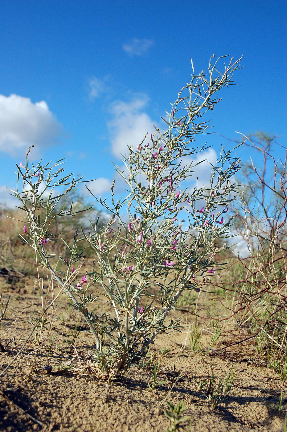 Изображение особи Astragalus ammodendron.