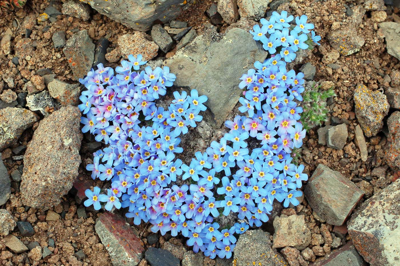 Изображение особи Eritrichium aretioides.