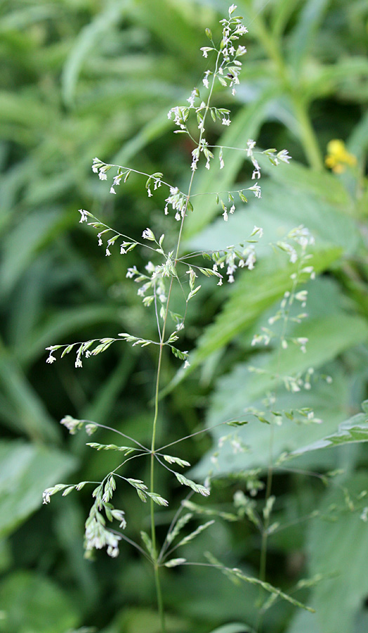 Изображение особи Poa trivialis.