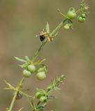 Galium tricornutum