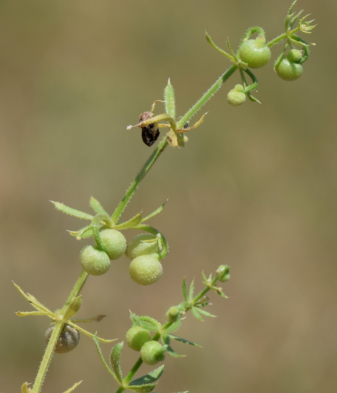 Изображение особи Galium tricornutum.