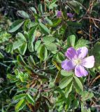 Rosa cinnamomea. Побеги с цветками. Тверская обл., Весьегонск, о-в. Кирики, луг, реликт культуры. 19 августа 2019 г.
