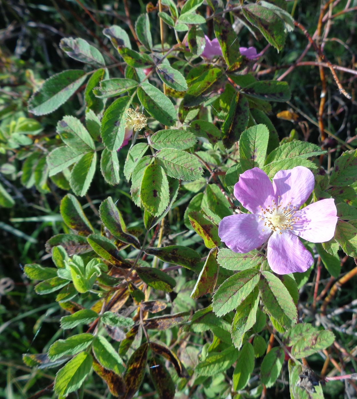 Image of Rosa cinnamomea specimen.