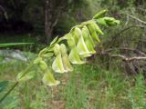 Astragalus aksuensis. Соцветие. Казахстан, Туркестанская обл., Толебийский р-н, территория Сайрам-Угамского национального парка; Угамский хребет, ≈ 1800 м н.у.м., дол. р. Сайрам-су, луг. 02.07.2019.