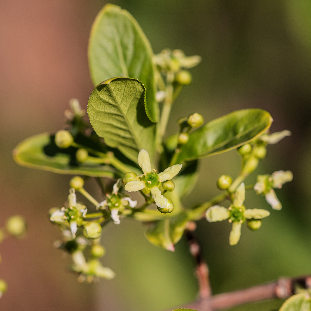 Изображение особи Euonymus europaeus.