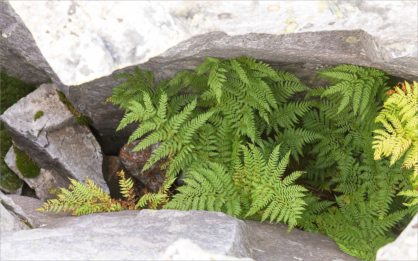 Изображение особи Dryopteris assimilis.