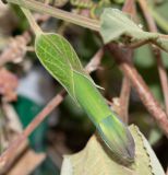 Passiflora mixta