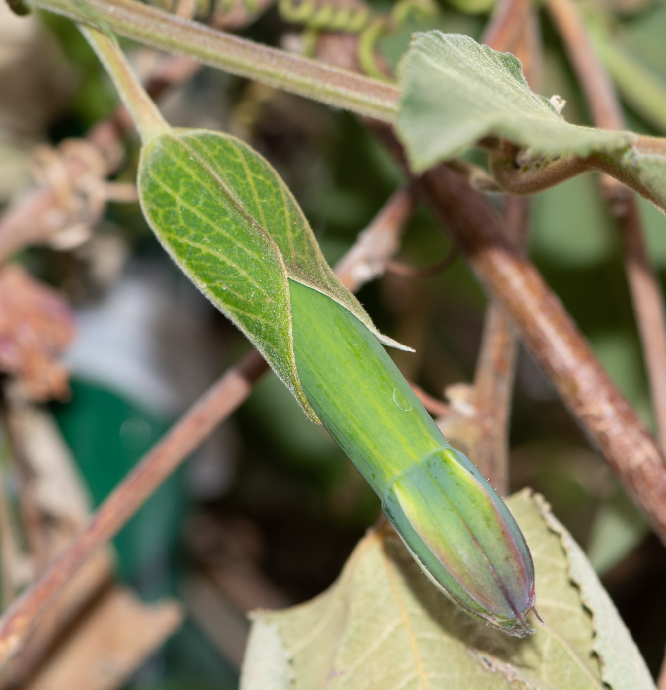 Изображение особи Passiflora mixta.