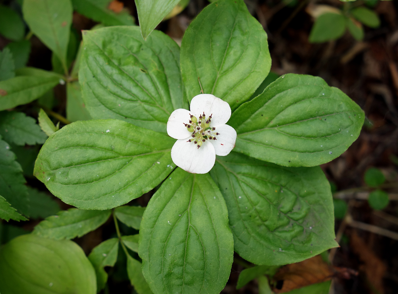 Изображение особи Chamaepericlymenum canadense.