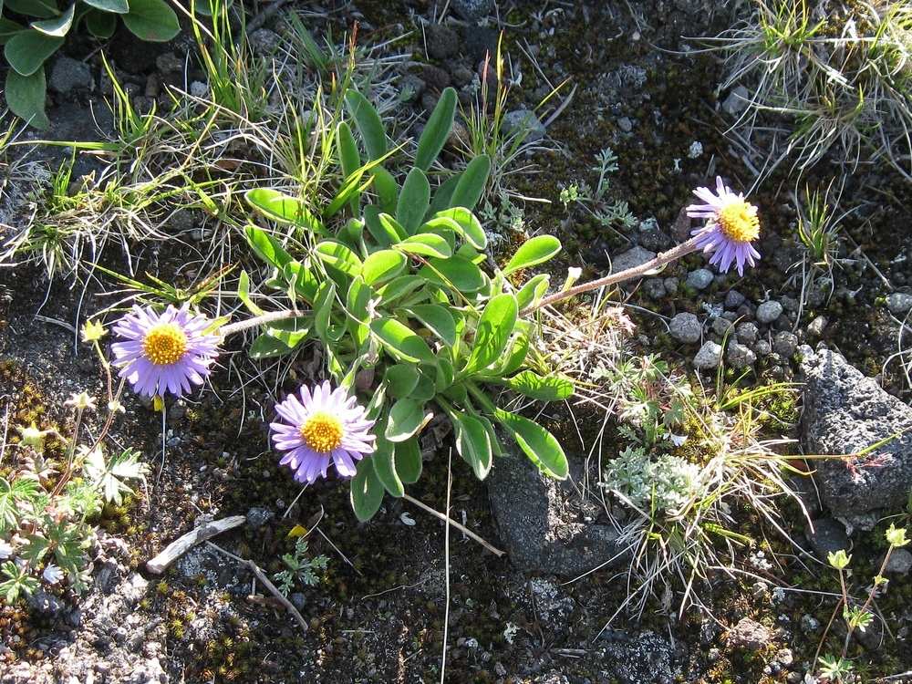 Изображение особи Aster alpinus.