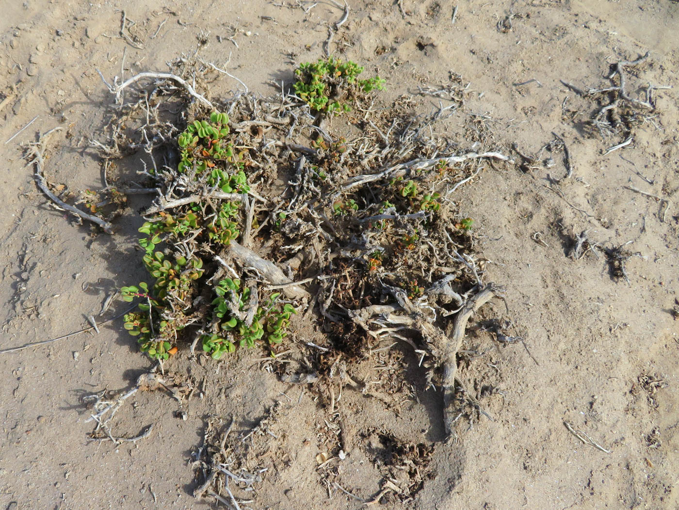 Изображение особи Tetragonia decumbens.