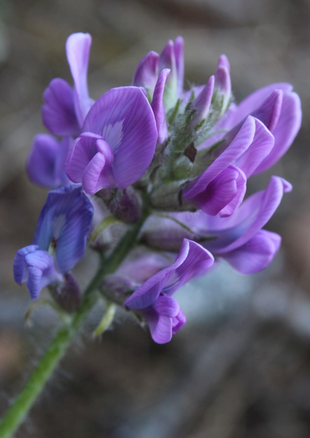 Изображение особи Oxytropis ivdelensis.