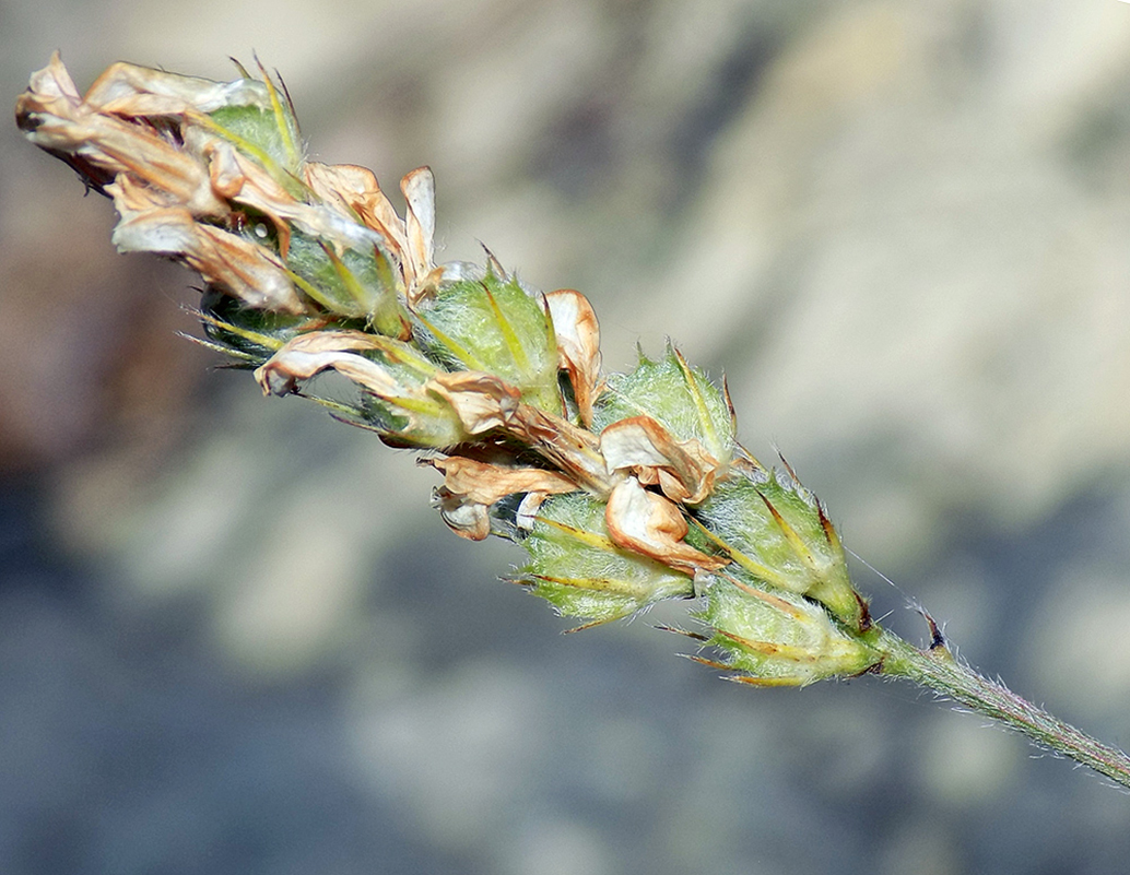 Изображение особи Onobrychis miniata.