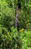 Salvia tesquicola