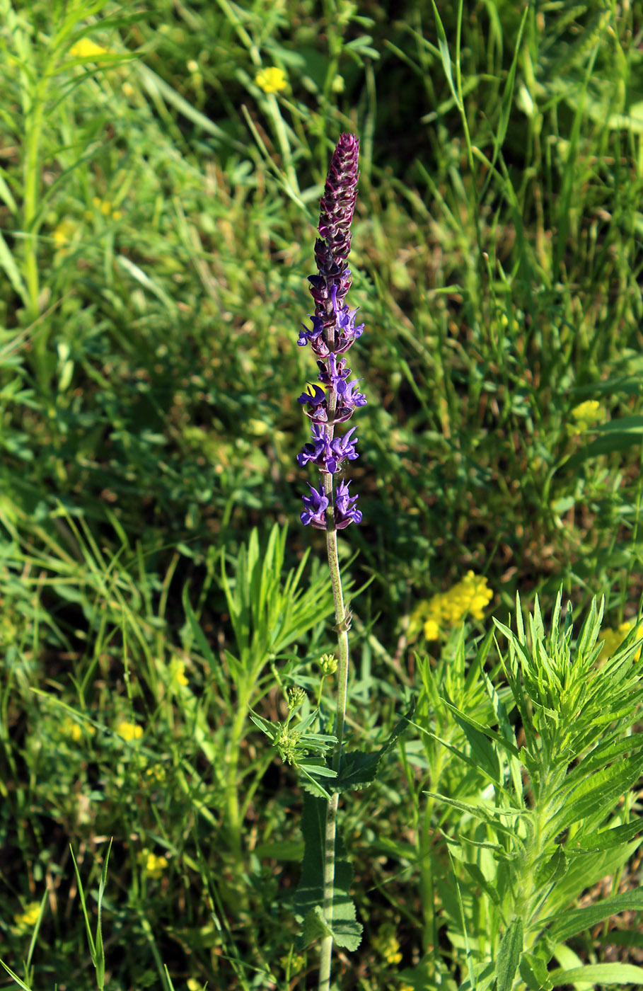 Изображение особи Salvia tesquicola.