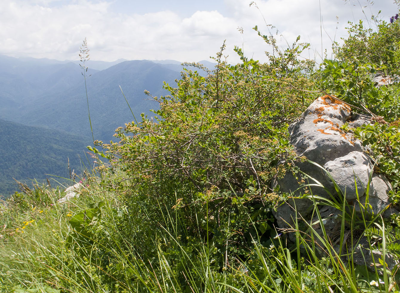 Image of Spiraea hypericifolia specimen.