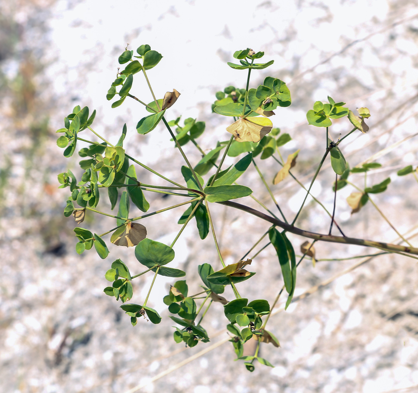 Image of Euphorbia gmelinii specimen.