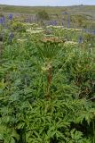 Pleurospermum uralense