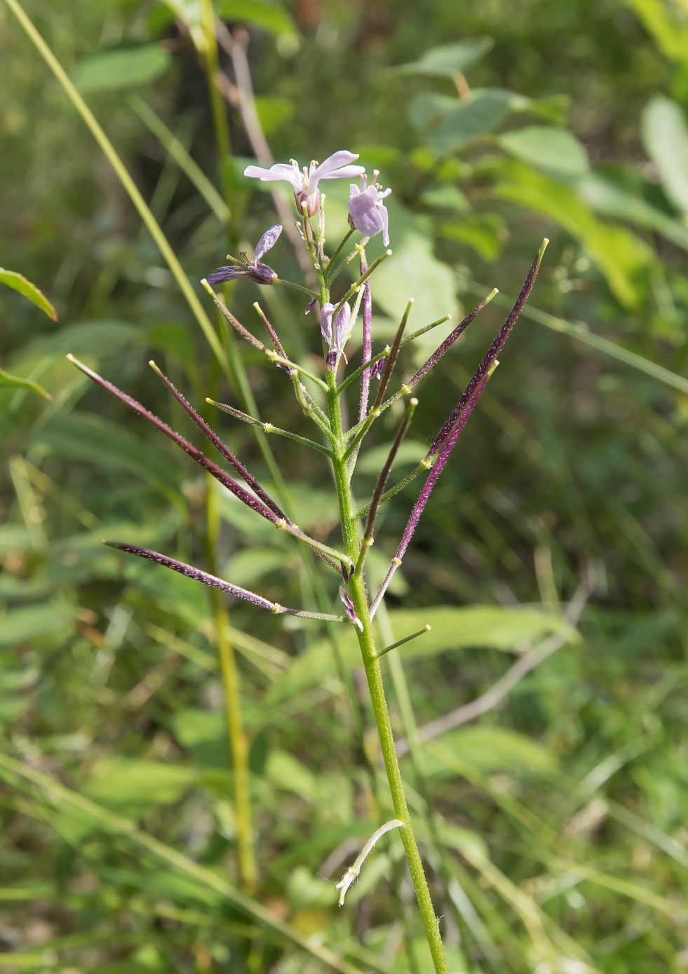 Изображение особи Cardamine macrophylla.