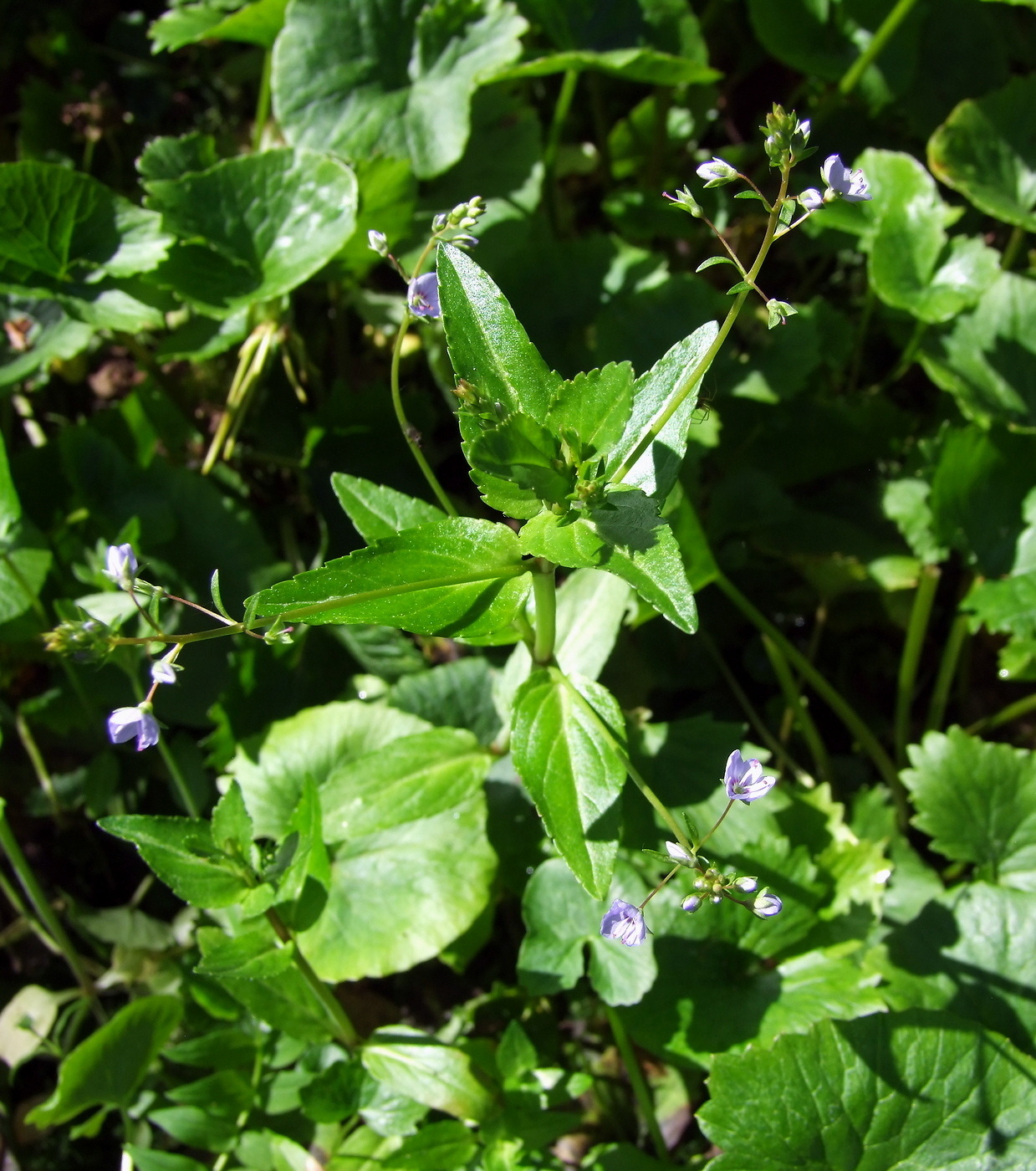 Image of Veronica americana specimen.