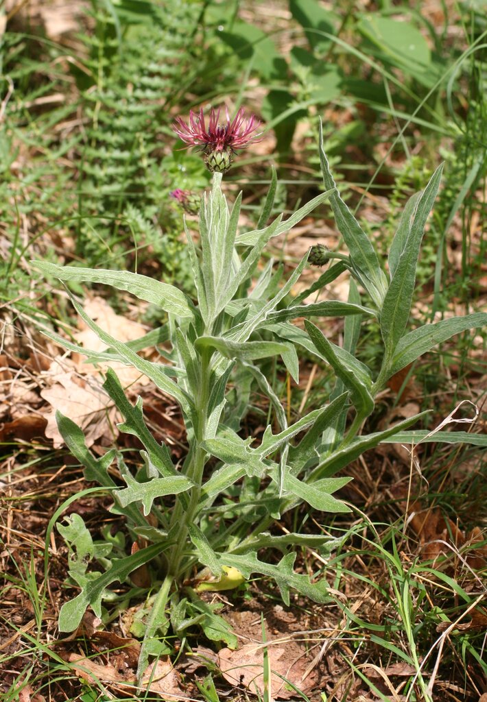 Изображение особи Centaurea pseudaxillaris.