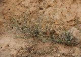 Lachnophyllum gossypinum
