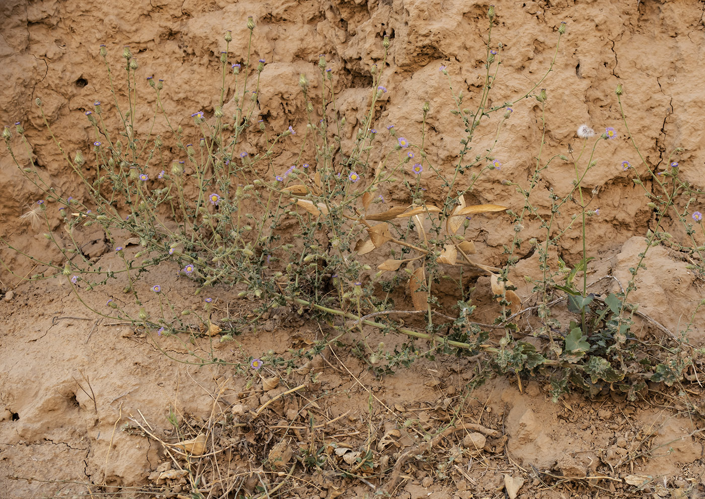 Image of Lachnophyllum gossypinum specimen.