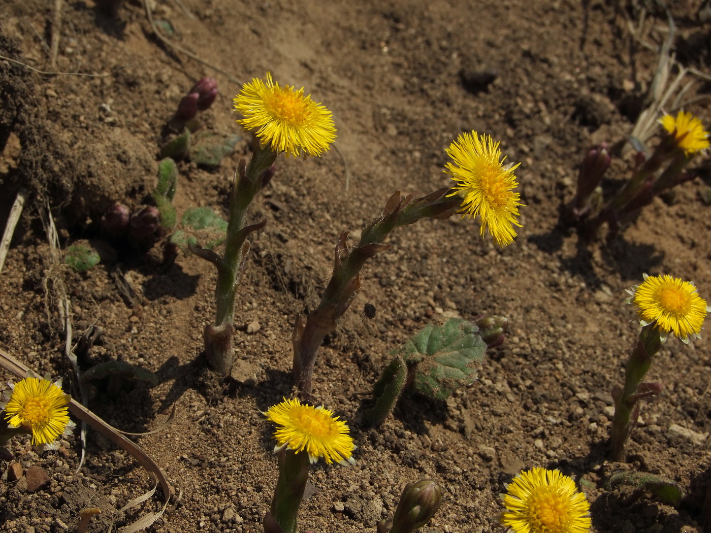 Image of Tussilago farfara specimen.