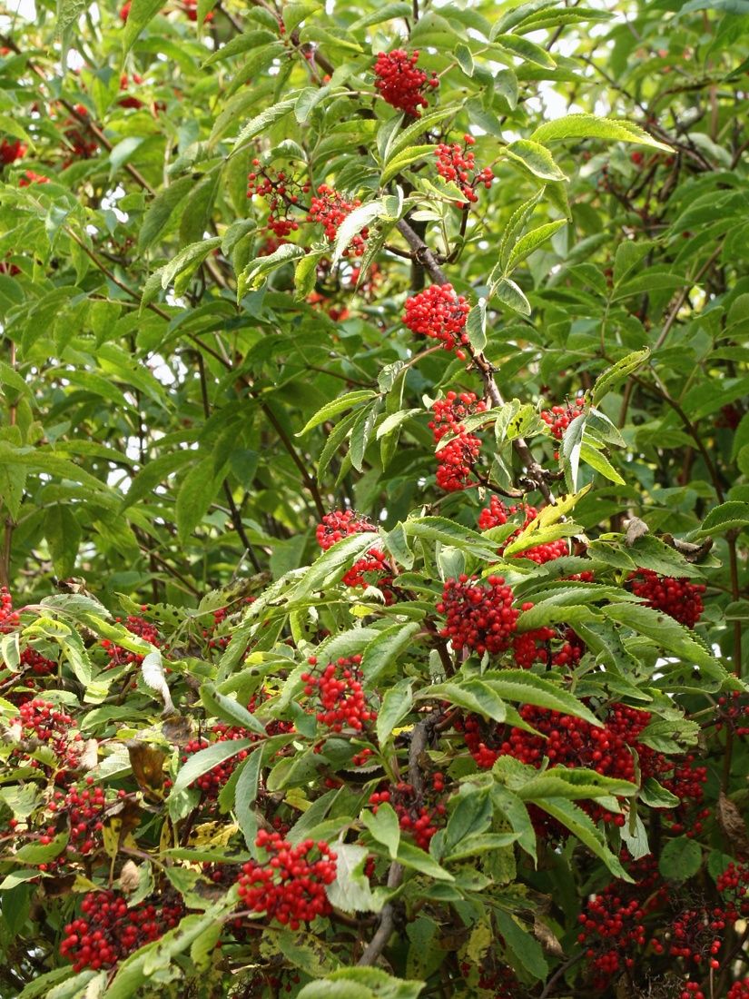 Image of Sambucus racemosa specimen.