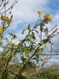 Tanacetum vulgare