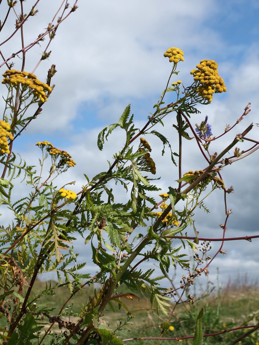 Изображение особи Tanacetum vulgare.