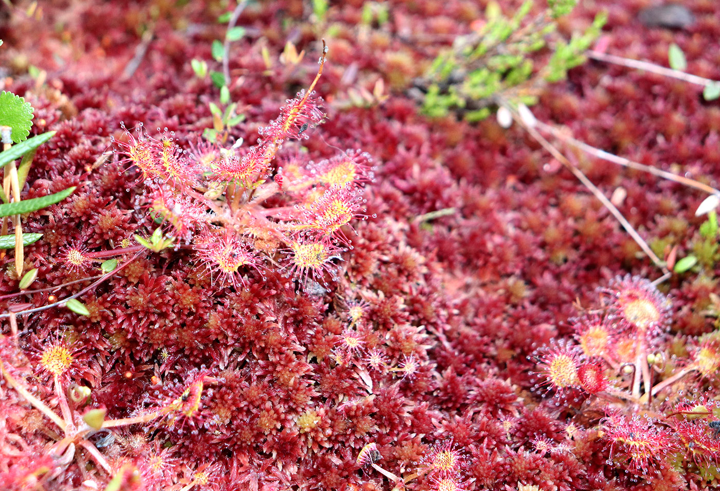 Image of Drosera rotundifolia specimen.