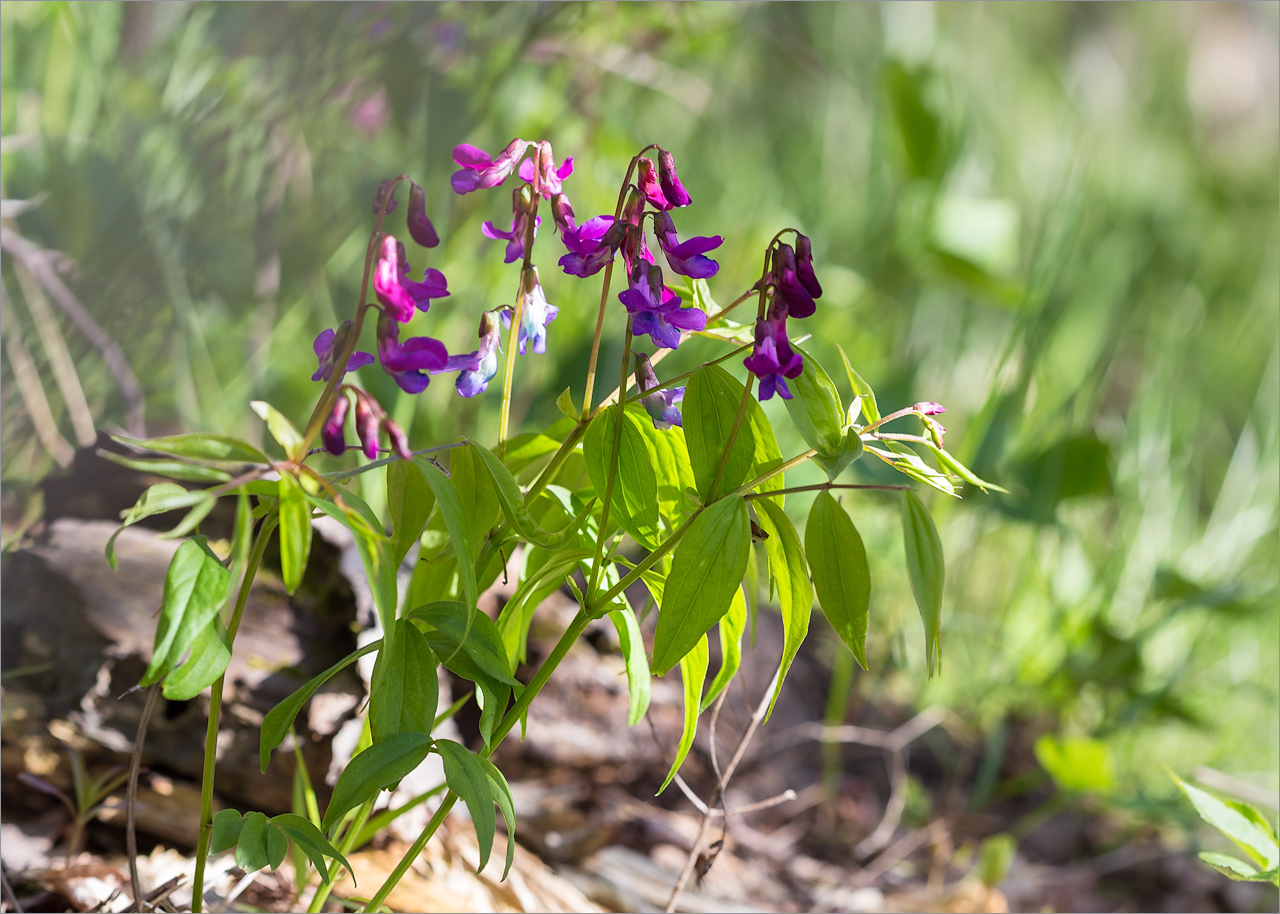 Изображение особи Lathyrus vernus.