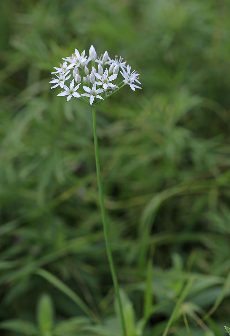 Изображение особи Allium tuberosum.