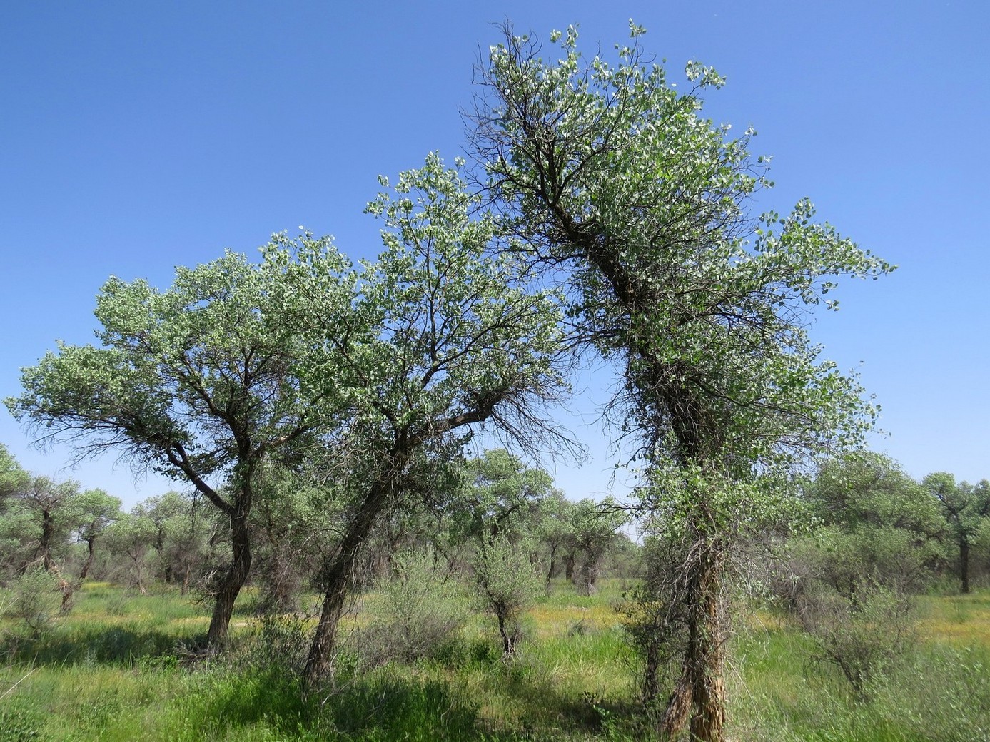 Изображение особи Populus pruinosa.